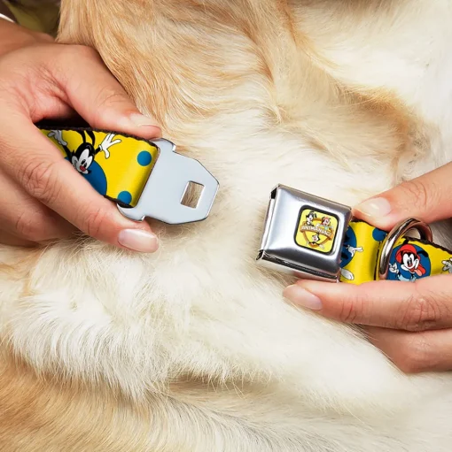 ANIMANIACS Title Logo Full Color Yellow Seatbelt Buckle Collar - Animaniacs Yakko Wakko and Dot Poses Yellow/Blue