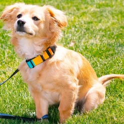 Dog Bone Black/Silver Seatbelt Buckle Collar - Summer Essentials Color Block 2