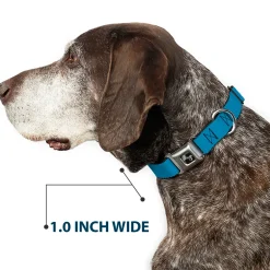 Dog Bone Seatbelt Buckle Collar - Vivid Turquoise