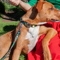Dog Bone Seatbelt Buckle Collar - Decorated Tree