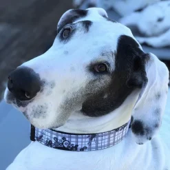 Dog Bone Seatbelt Buckle Collar - Plaid Curls Gray