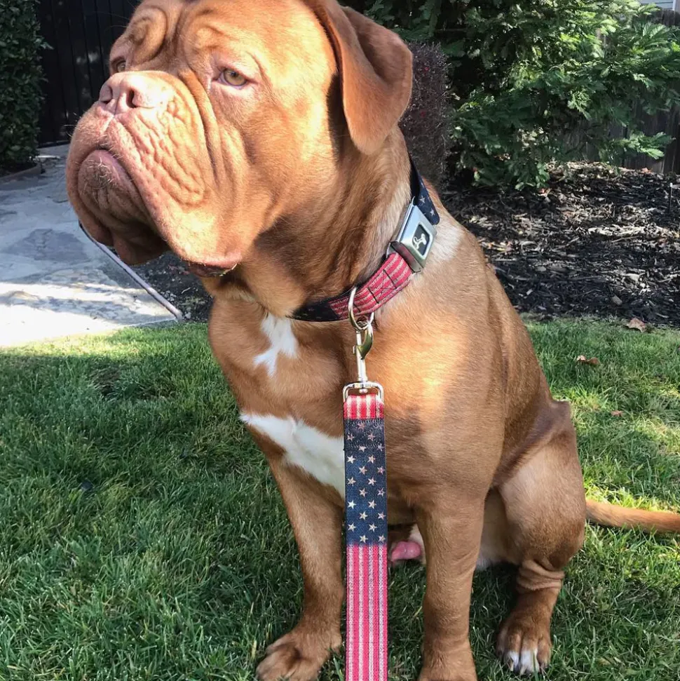 Dog Leash - Vintage US Flag Stretch