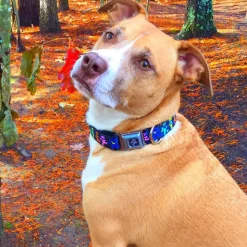 Grateful Dead Bear Seatbelt Buckle Collar - Dancing Bears Black/Multi Color