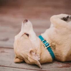 Lady and the Tramp Collar Movie Replica LADY 194 Heart Charm