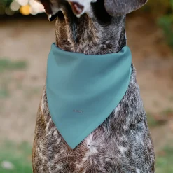 Pet Bandana - Snow White SWEET NATURED Pose Blue