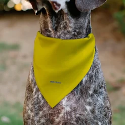 Pet Bandana - SpongeBob SquarePants and Friends SOAK UP POSITIVITY Pose Yellow