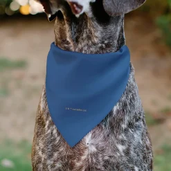 Pet Bandana - Star Wars JEDI Text and Yoda Lightsaber Pop Art Pose Black/Blues