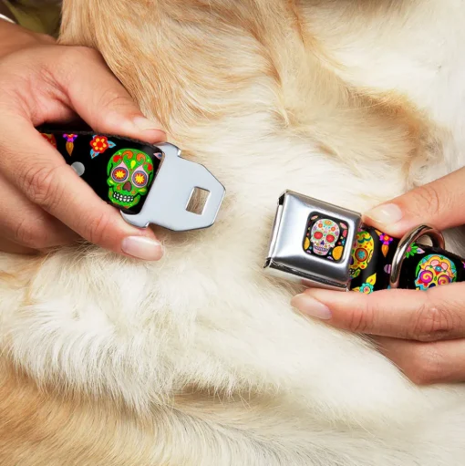 Sugar Skull Starburst Full Color Black/Multi Color Seatbelt Buckle Collar - Colorful Calaveras Black/Multi Color