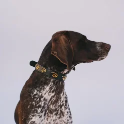 Vegan Leather Dog Collar - Disney Black PU w Gold Cast Signature D Logo Embellishments