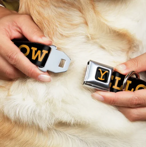 Yellowstone Y Logo Full Color Black/Orange Seatbelt Buckle Collar - YELLOWSTONE Text and Y Logo Weathered Black/Orange