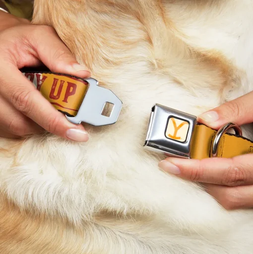Yellowstone Y Logo Weathered Full Color White/Yellow Seatbelt Buckle Collar - Yellowstone Y Logo COWBOY UP Text Yellow/Red/White